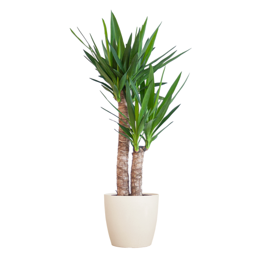 Yucca Elephantipes met Viber wit - 90cm - Ø21