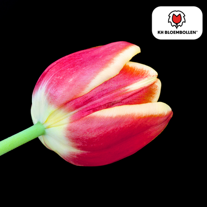 Tulp (20 stuks) – klassiek & kleurrijk