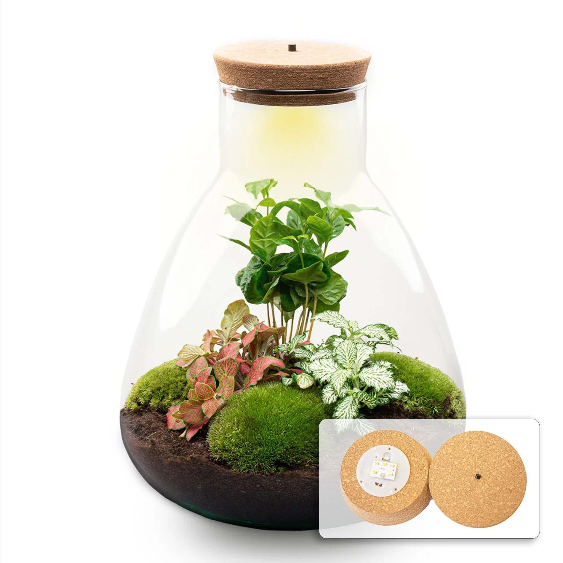 DIY terrarium - Sam Coffea met lamp - ↕ 30 cm - Bottle Garden - Normal