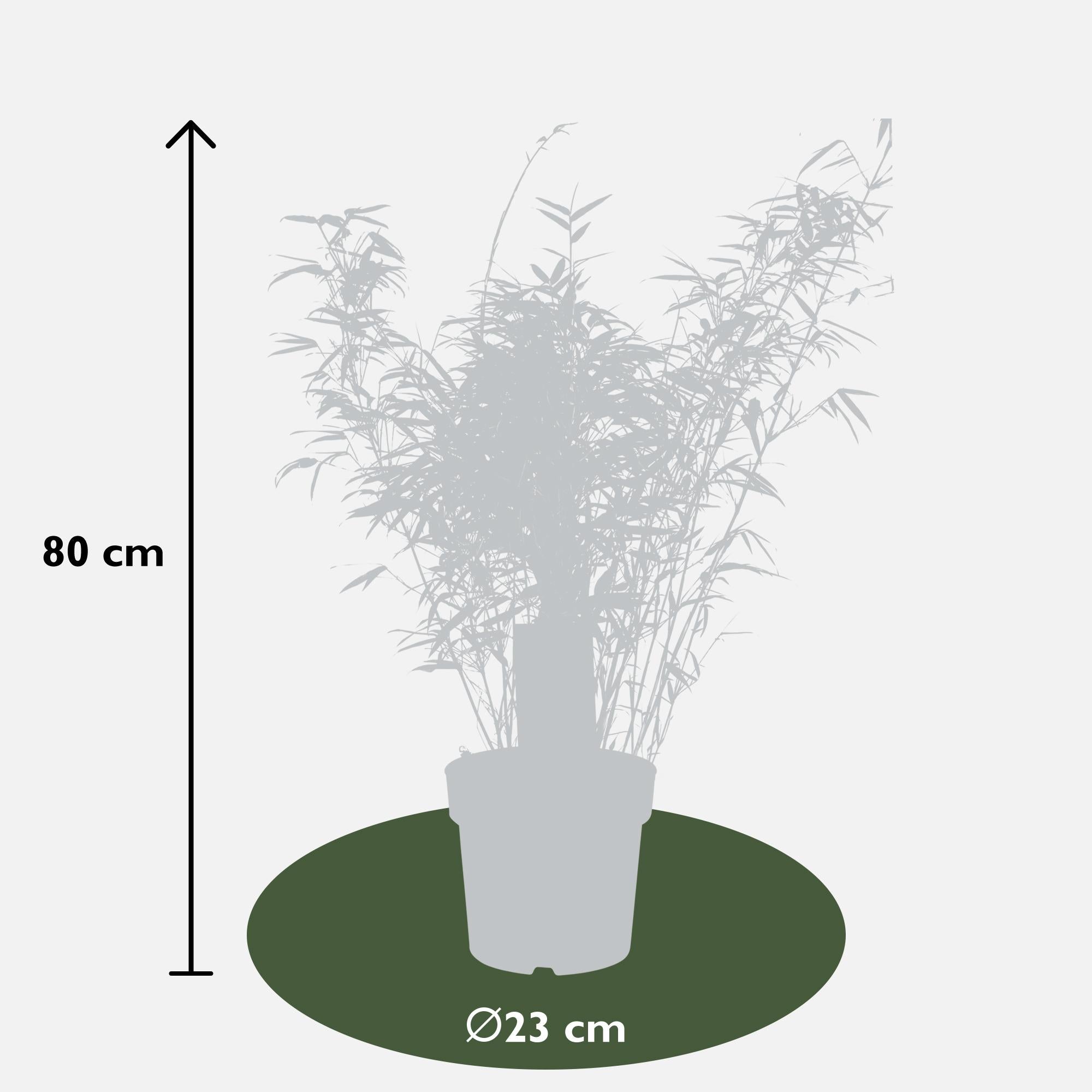 Fargesia rufa - Niet woekerende bamboe - Ø23 - ↨80cm