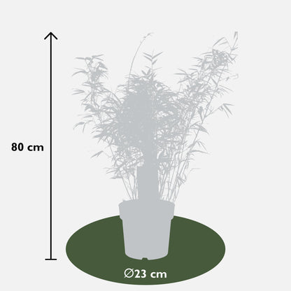 Fargesia rufa - Niet woekerende bamboe - Ø23 - ↨80cm