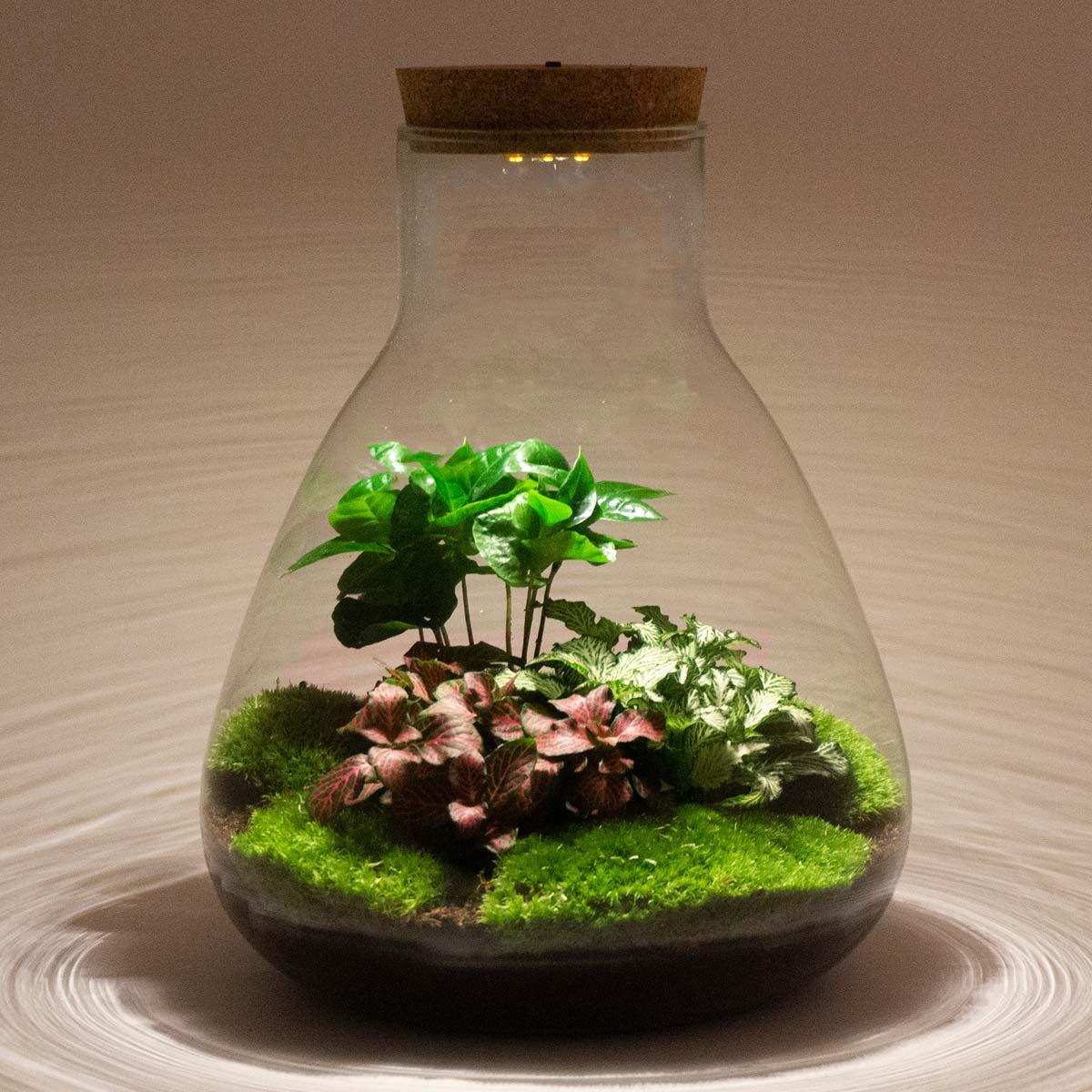 DIY terrarium - Sam Coffea met lamp - ↕ 30 cm - Bottle Garden - Normal