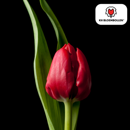 Tulp (20 stuks) – klassiek & kleurrijk