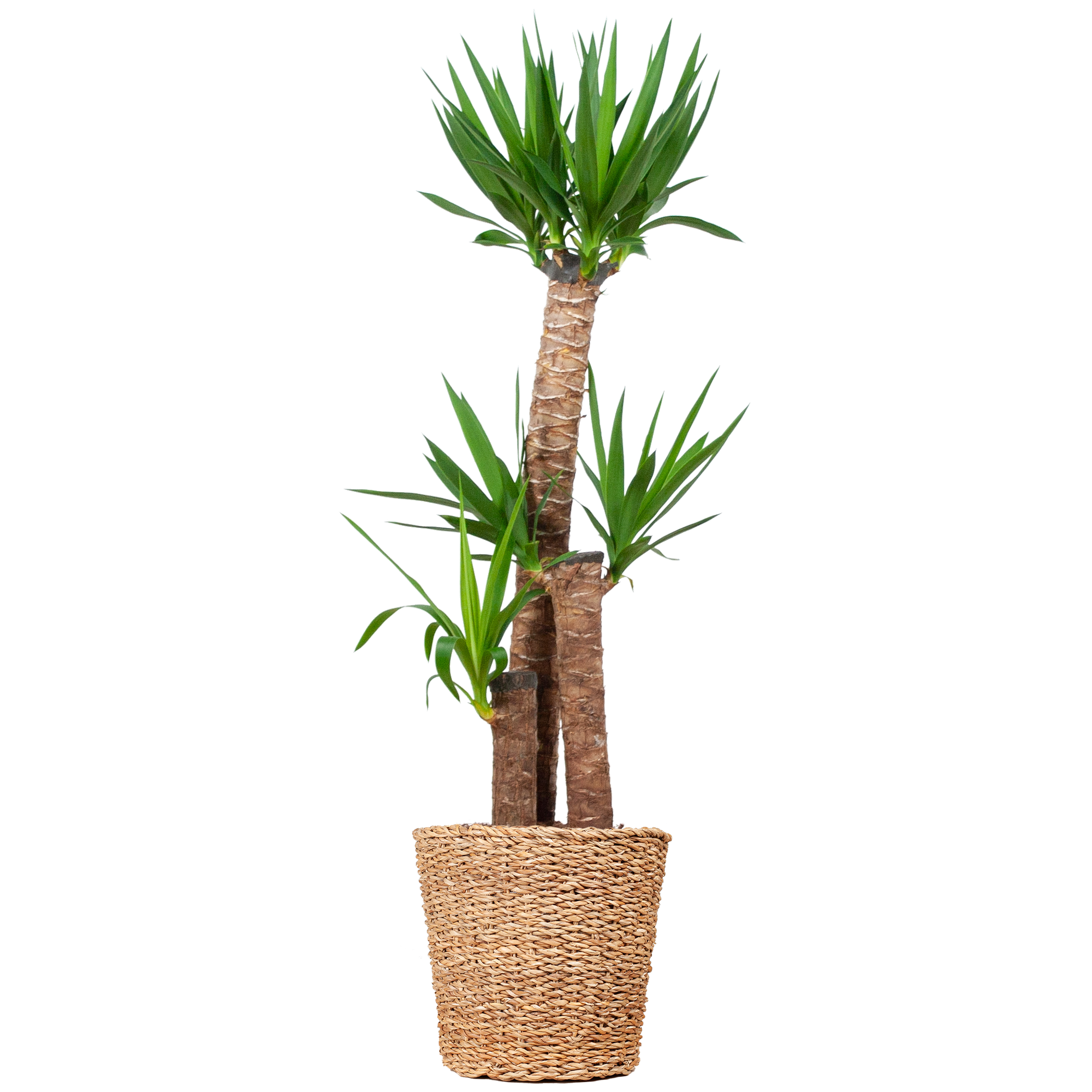 Yucca XL met Torun mand - 125cm - Ø24