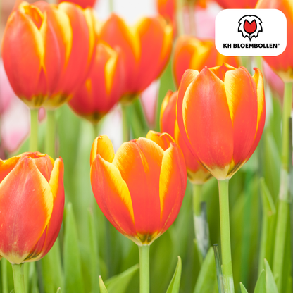 Tulp (20 stuks) – klassiek & kleurrijk