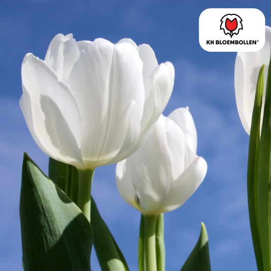 Tulp (20 stuks) – klassiek & kleurrijk