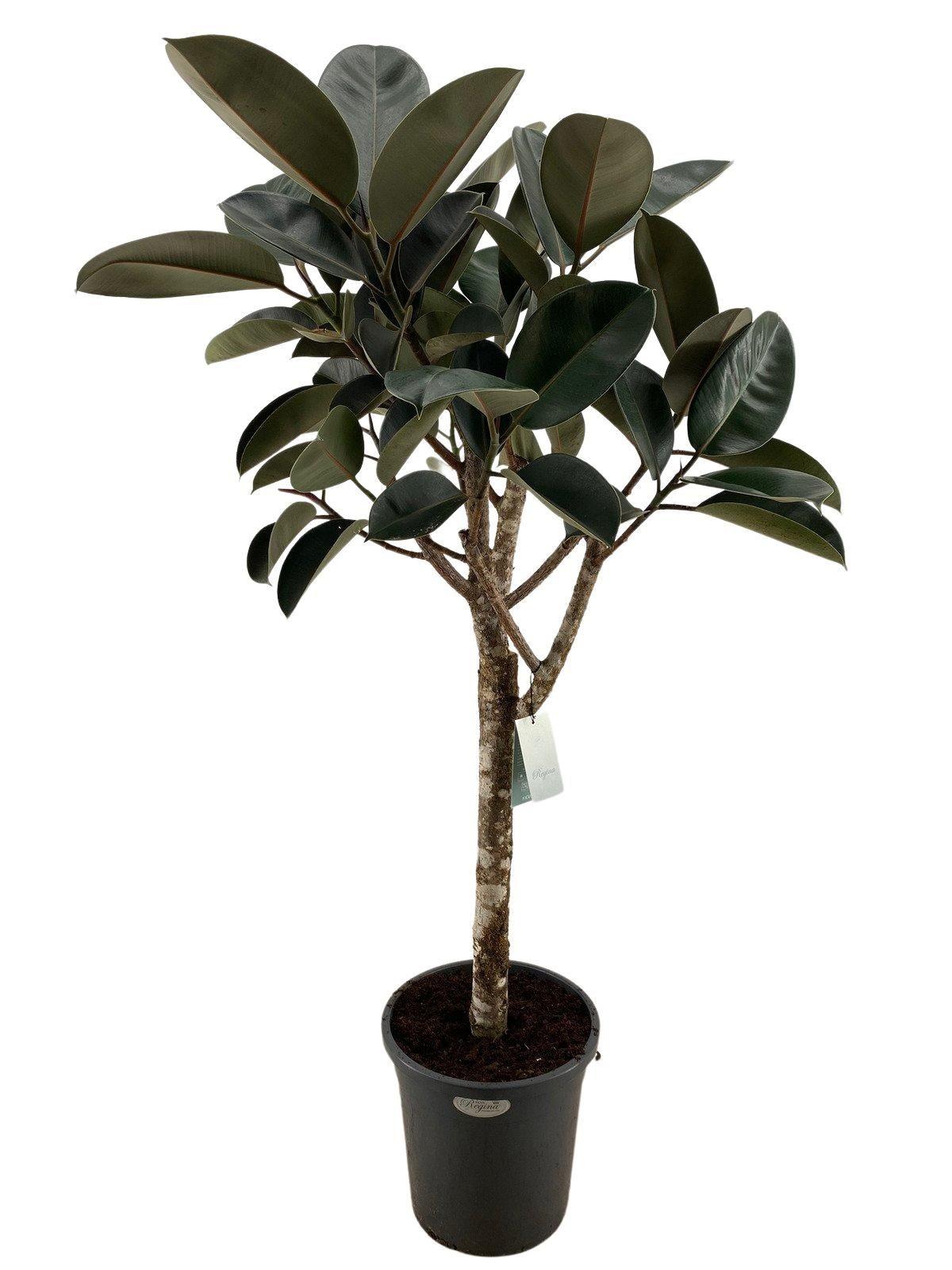 ficus elastica burgundy - 200 cm