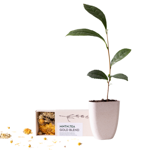 Tea break - Gold Blend thee én theeboom stekje