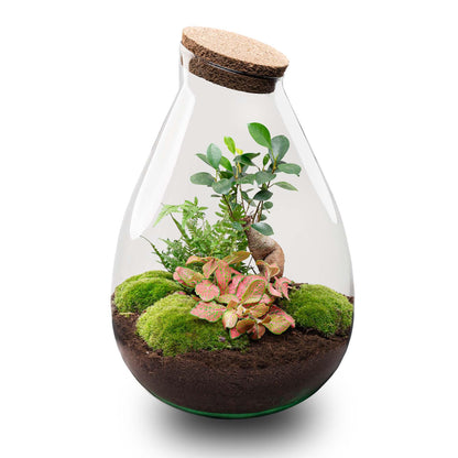 DIY Planten terrarium - Drop XL Bonsai 'red' - Ø 24 cm ↑ 37 cm - No tools
