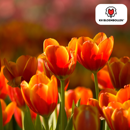 Tulp (20 stuks) – klassiek & kleurrijk