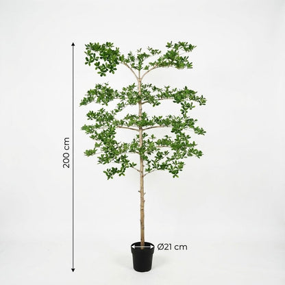ARTIFICIAL Bucida - 200cm
