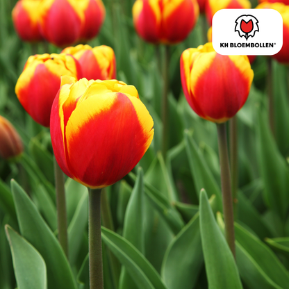Tulp (20 stuks) – klassiek & kleurrijk