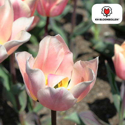 Tulp (20 stuks) – klassiek & kleurrijk