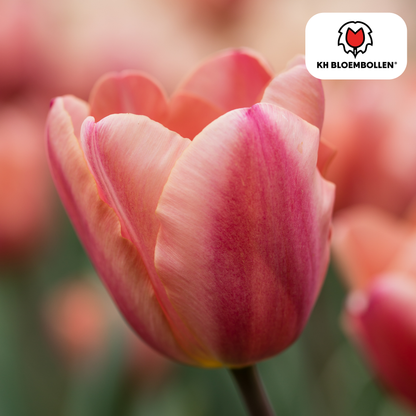 Tulp (20 stuks) – klassiek & kleurrijk