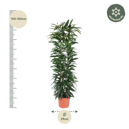 Ficus Alii King zuil - 150 cm - ø29
