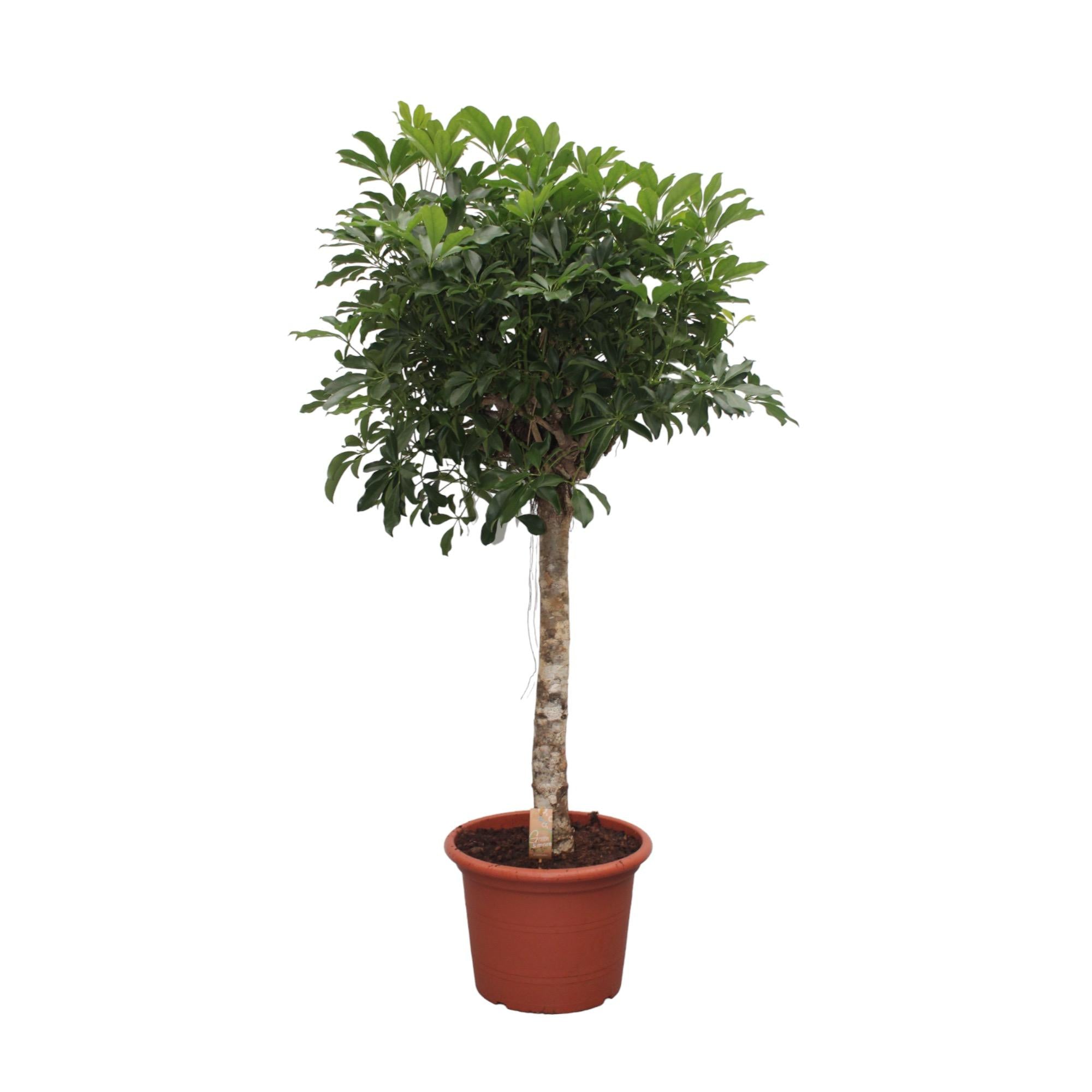 Schefflera Arboricola Compacta boom - 180 cm - ø35