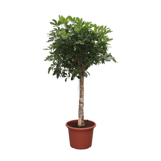 Schefflera Arboricola Compacta boom - 180 cm - ø35