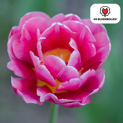 Tulp (20 stuks) – klassiek & kleurrijk