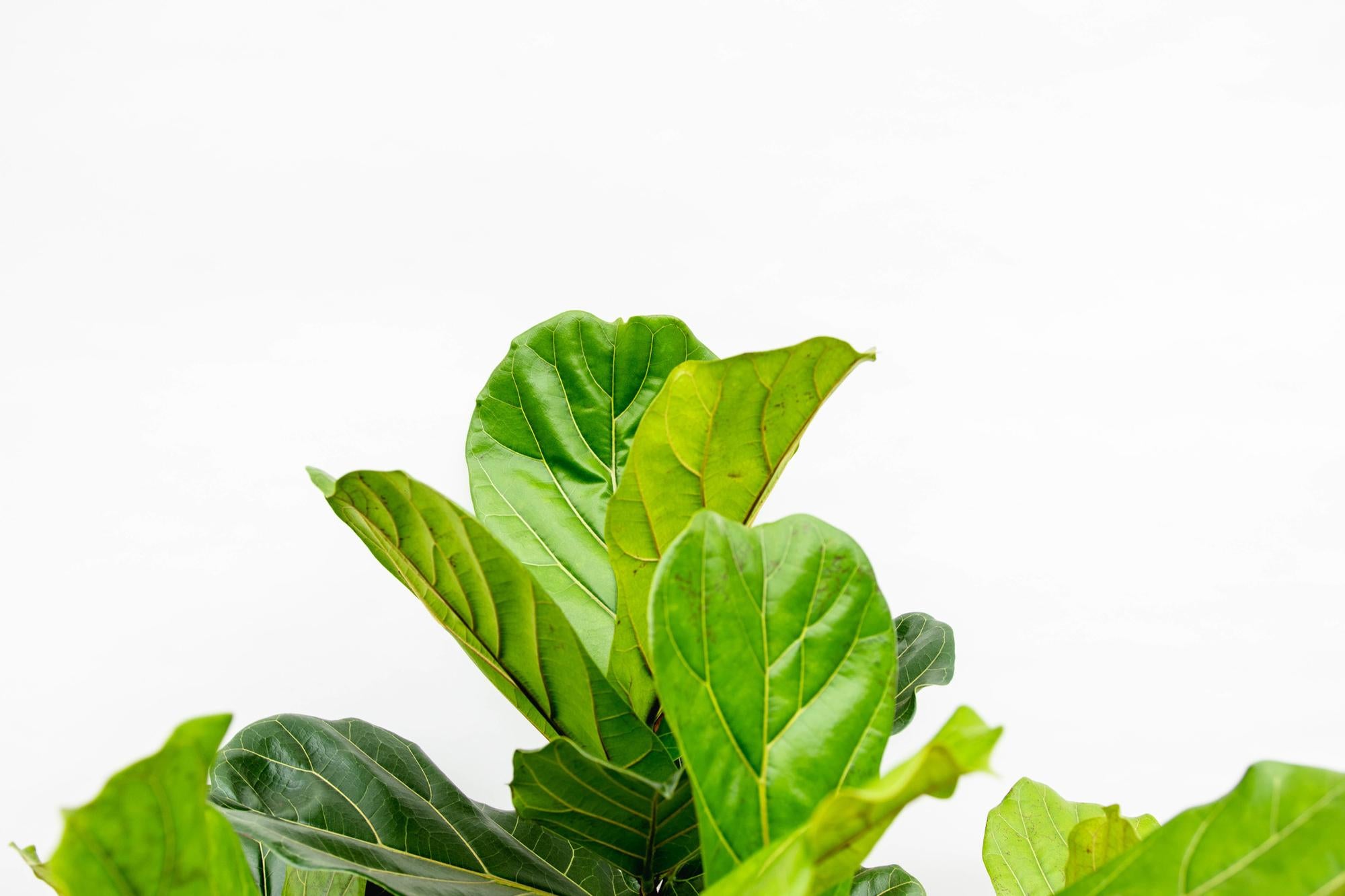 Ficus Lyrata vertakt XXL - 220cm - ø45-50 cm