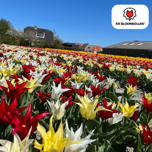 Tulp (20 stuks) – klassiek & kleurrijk