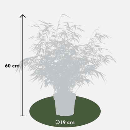 Fargesia rufa - Niet woekerende bamboe - Ø19 - ↨50-60cm