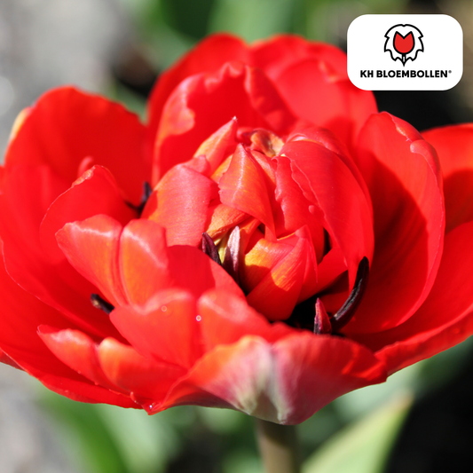 Tulp (20 stuks) – klassiek & kleurrijk