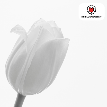 Tulp (20 stuks) – klassiek & kleurrijk