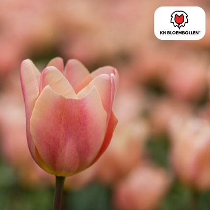 Tulp (20 stuks) – klassiek & kleurrijk