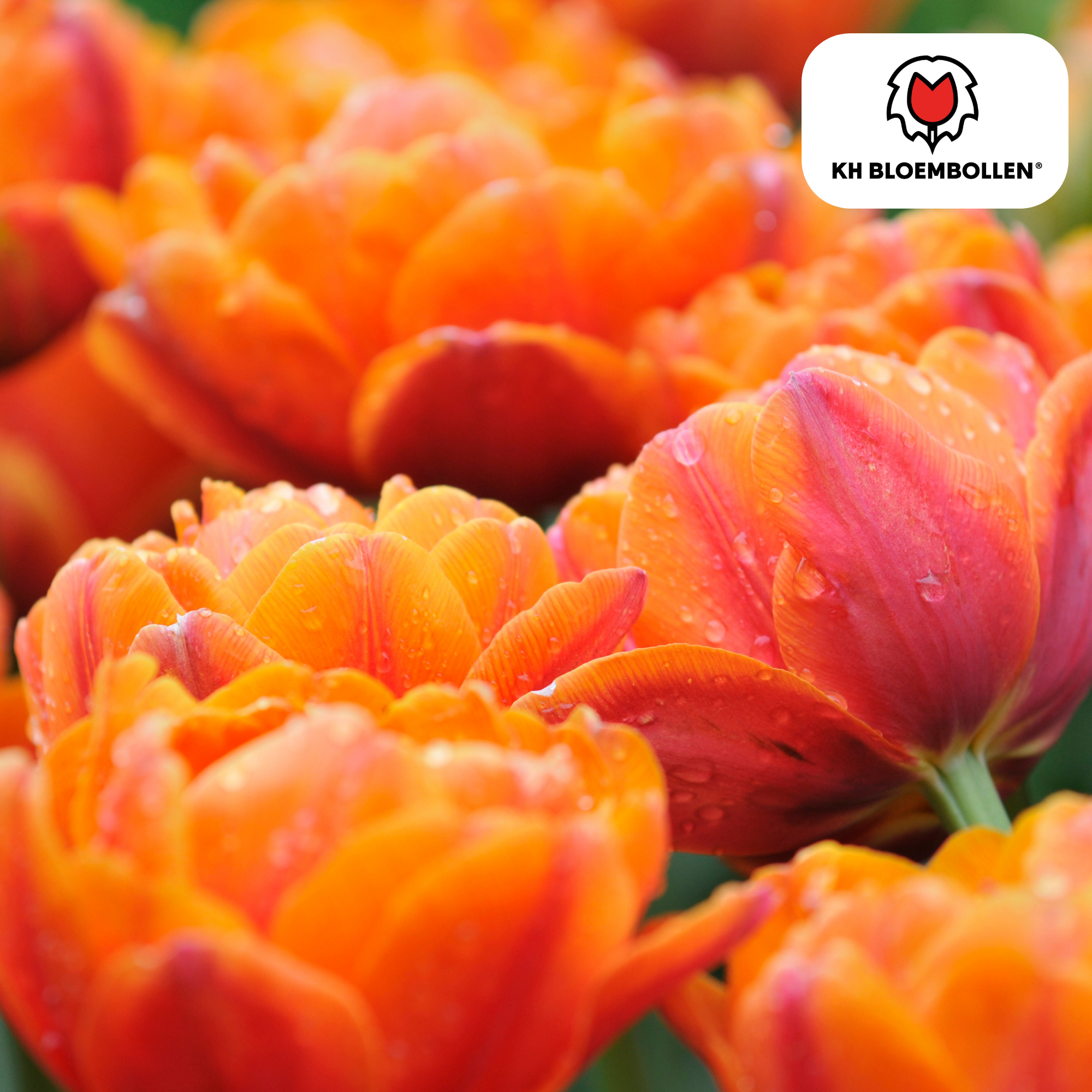 Tulp (20 stuks) – klassiek & kleurrijk