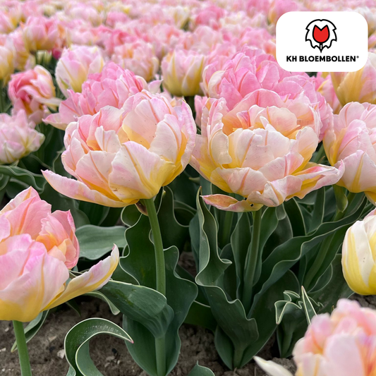 Tulp (20 stuks) – klassiek & kleurrijk