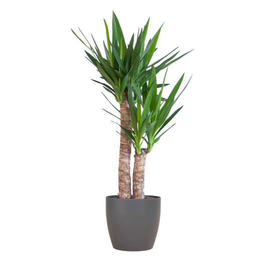 Yucca Elephantipes met Viber zwart - 90cm - Ø21