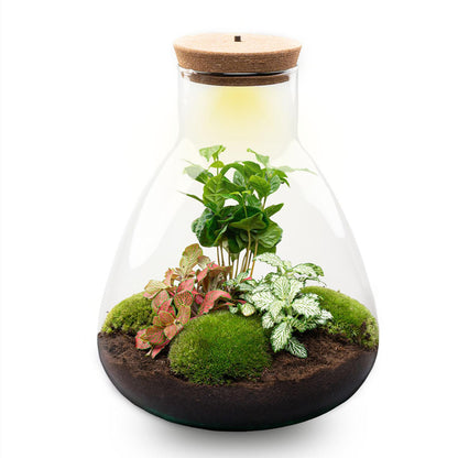 DIY terrarium - Sam Coffea met lamp - ↕ 30 cm - Bottle Garden - Normal