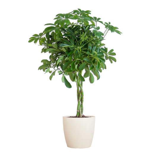 Schefflera Arab Nora met Viber wit  - 70cm - Ø21