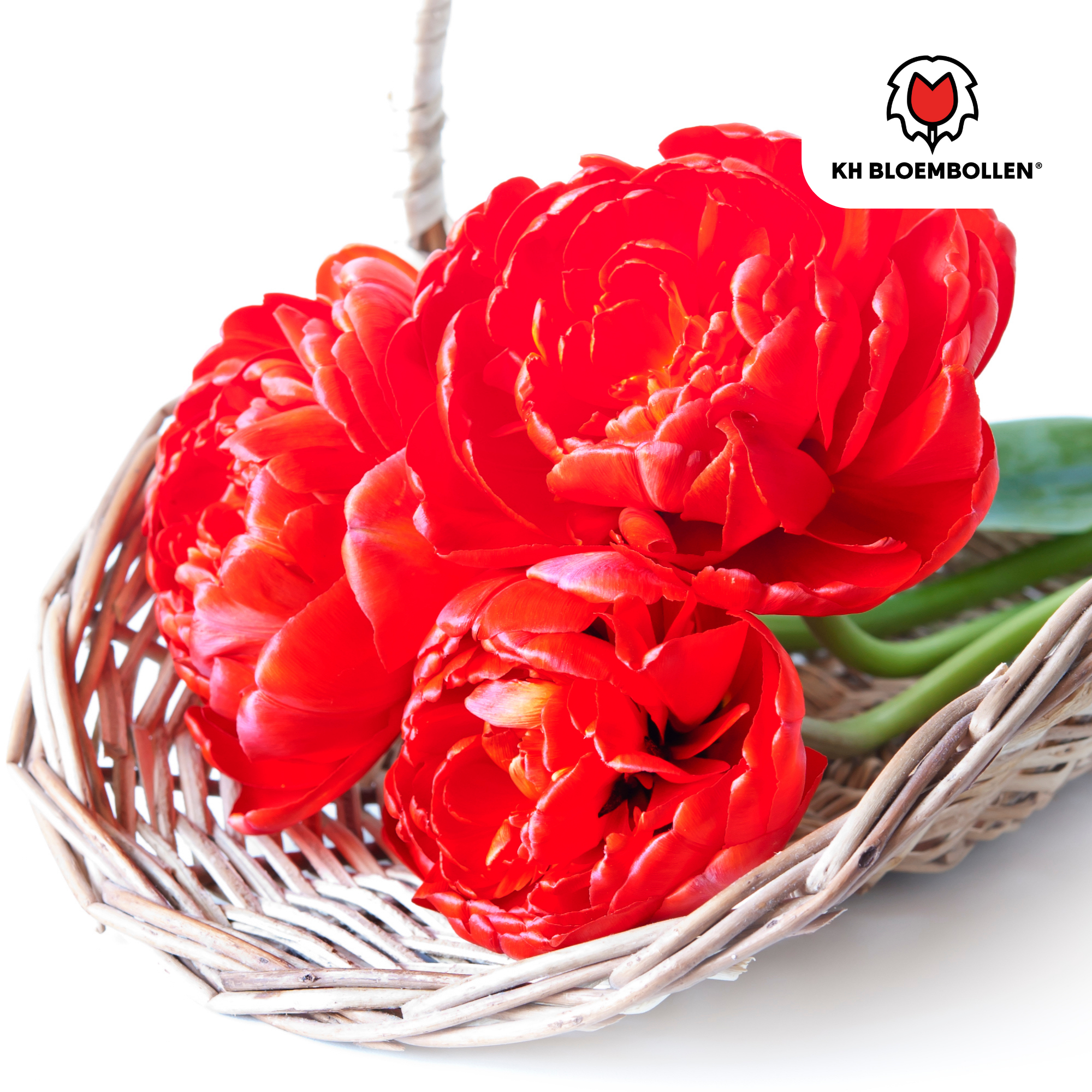 Tulp (20 stuks) – klassiek & kleurrijk