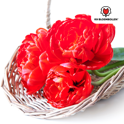 Tulp (20 stuks) – klassiek & kleurrijk