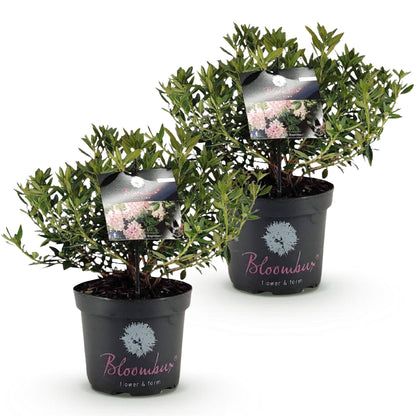 Green boutiQ - Dwerg Rhododendron - Rhododendron Bloombux Light Pink - Bloeiende Buxus - Weinig Onderhoud - Licht Roze Bloem - 2 Planten - Pot 23cm - Hoogte 45-55cm