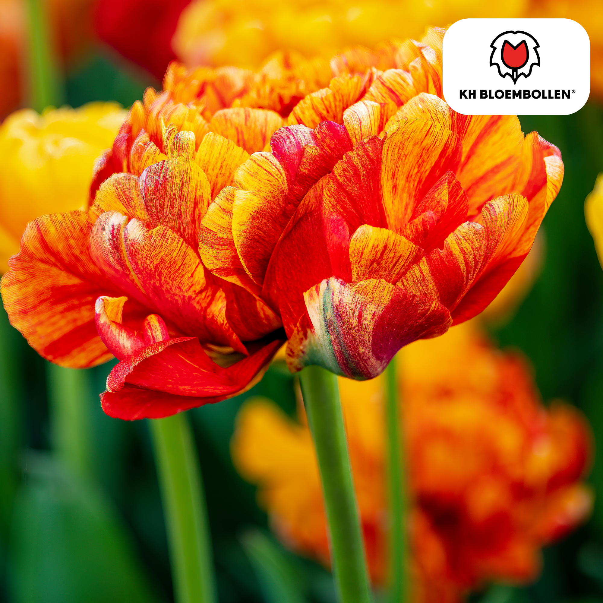 Tulp (20 stuks) – klassiek & kleurrijk