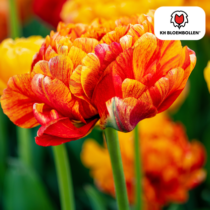 Tulp (20 stuks) – klassiek & kleurrijk
