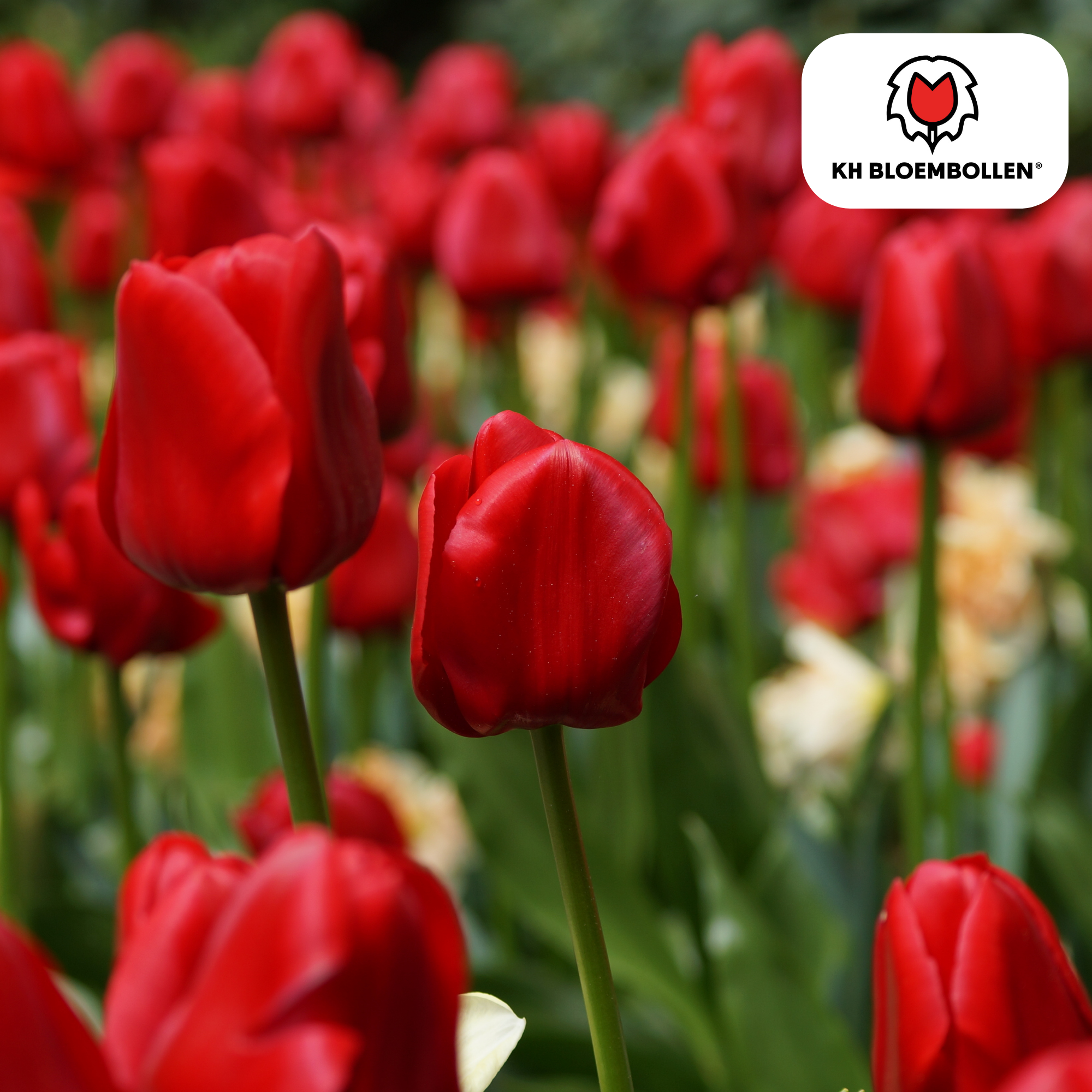 Tulp (20 stuks) – klassiek & kleurrijk
