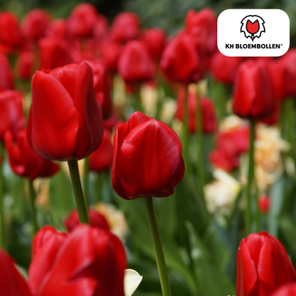 Tulp (20 stuks) – klassiek & kleurrijk
