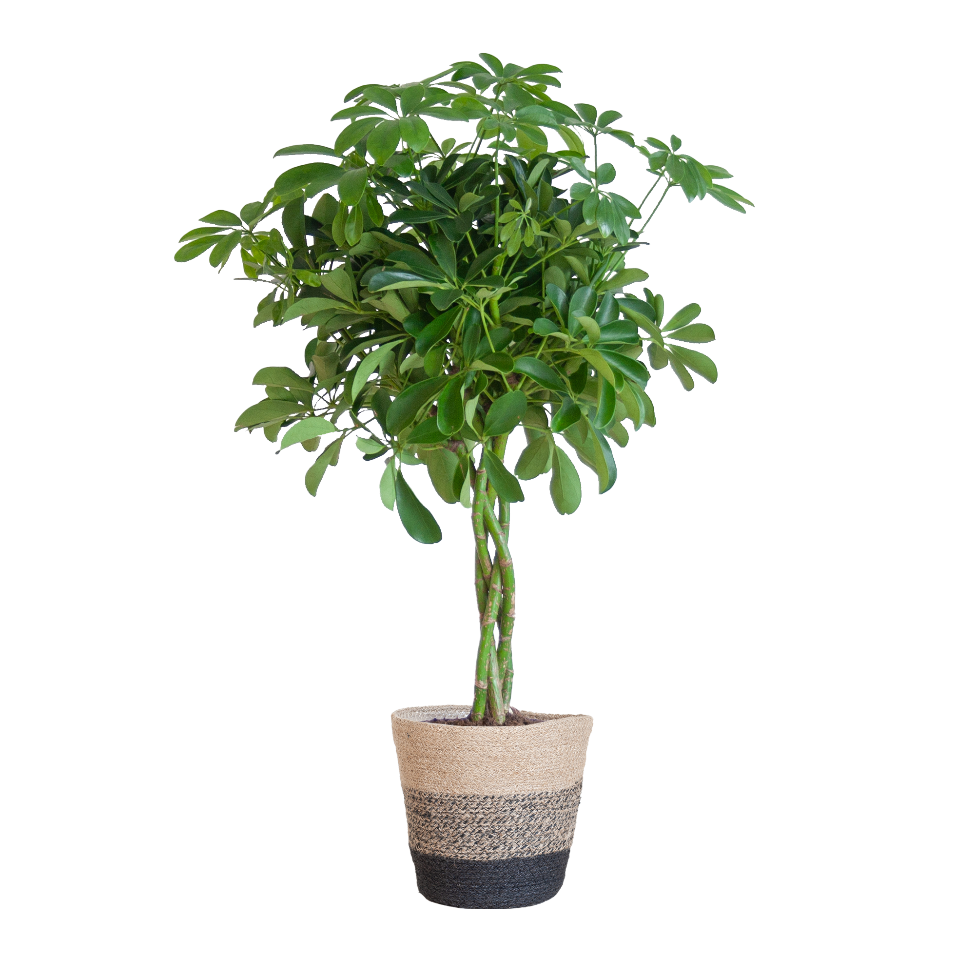 Schefflera Arab Nora met Mand Lissabon zwart - 70cm - Ø21