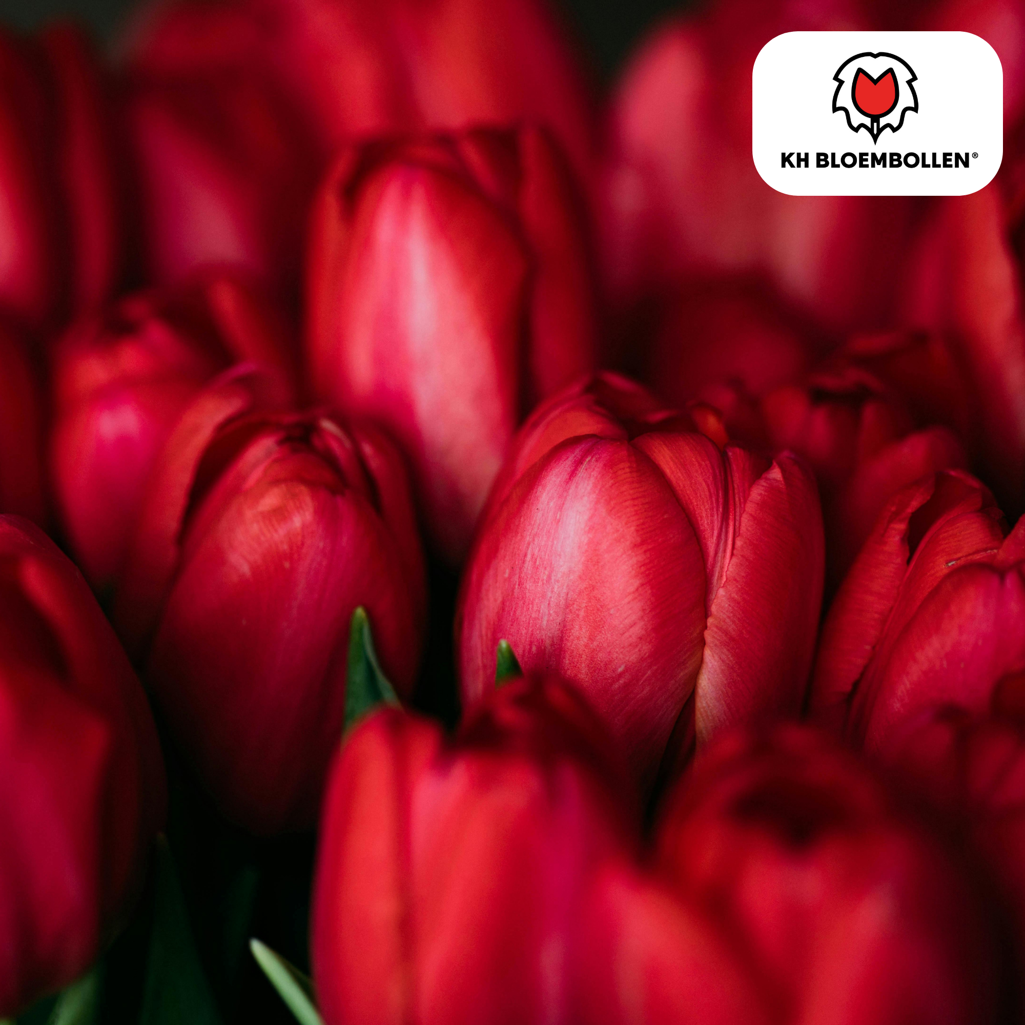 Tulp (20 stuks) – klassiek & kleurrijk