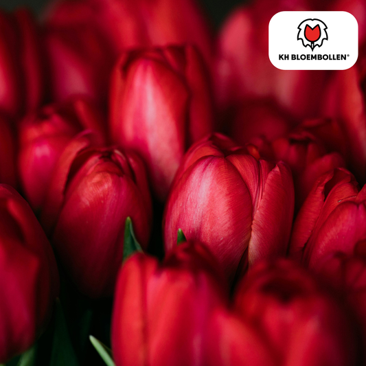 Tulp (20 stuks) – klassiek & kleurrijk
