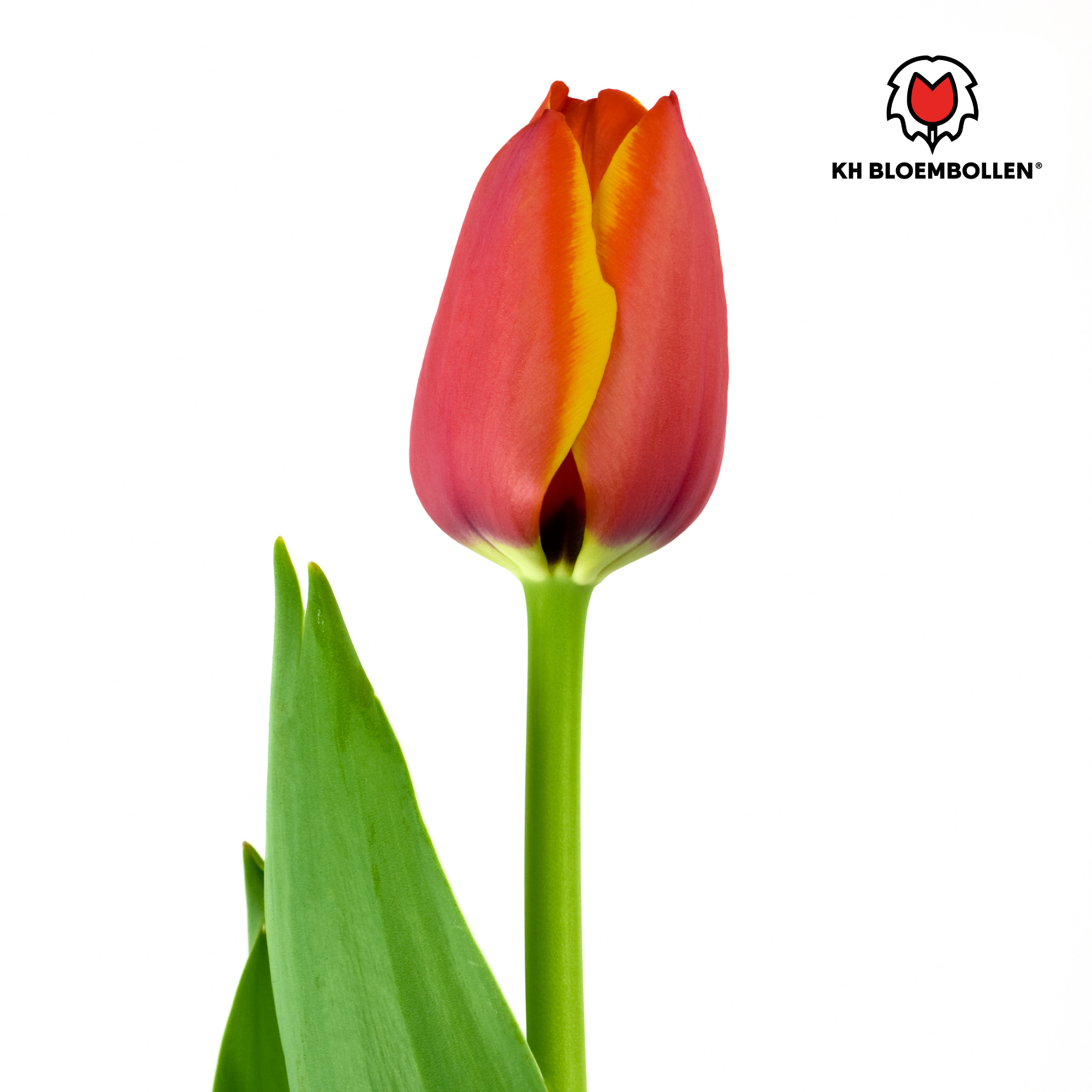 Tulp (20 stuks) – klassiek & kleurrijk