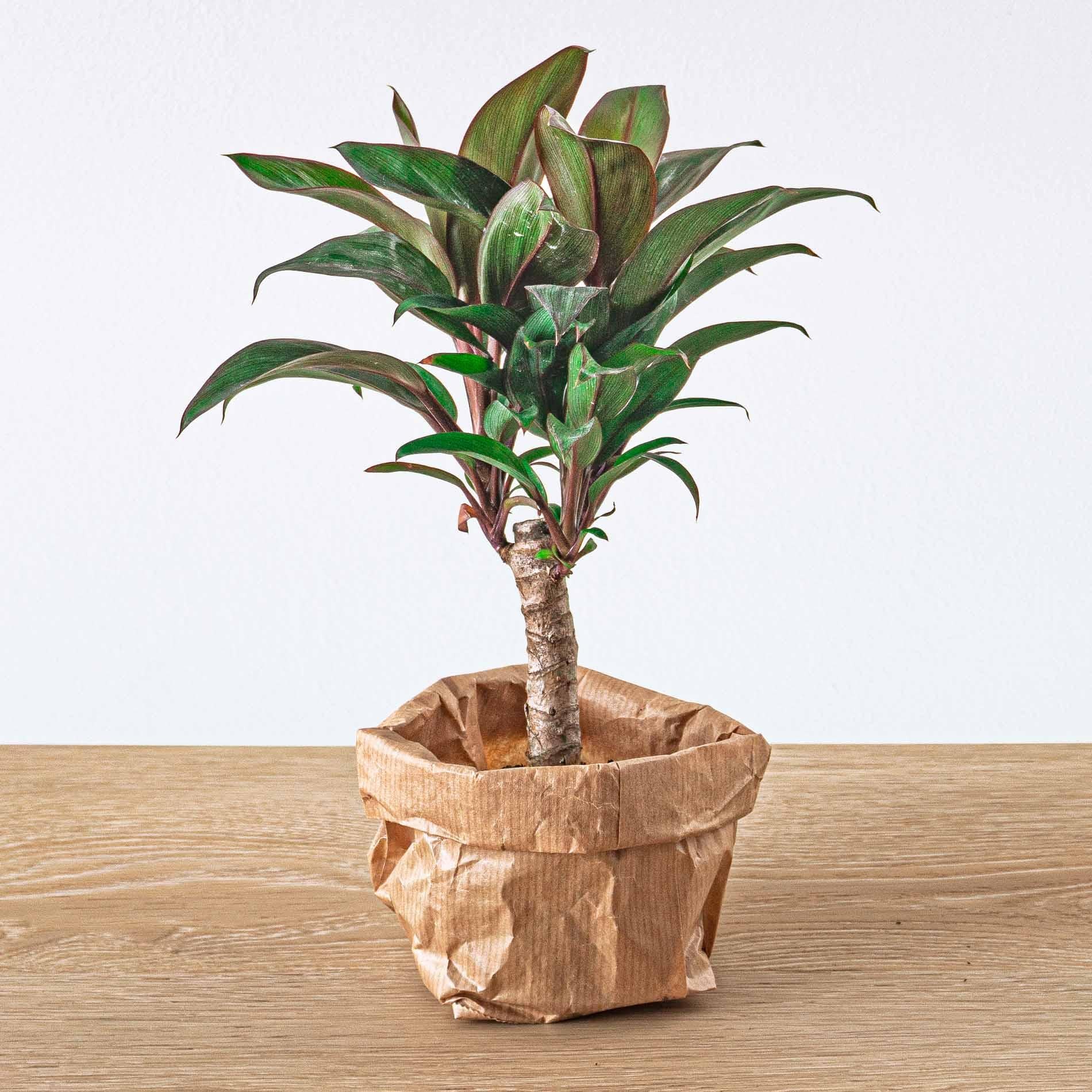 Planten terrarium navulling & startpakket - Jungle
