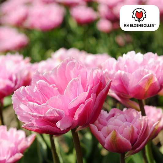 Tulp (20 stuks) – klassiek & kleurrijk