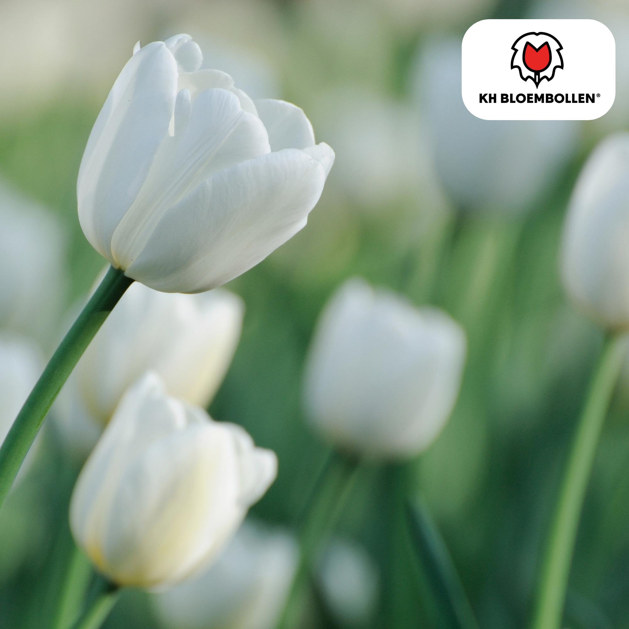 Tulp (20 stuks) – klassiek & kleurrijk