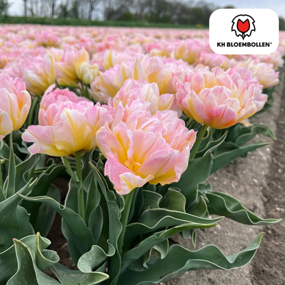 Tulp (20 stuks) – klassiek & kleurrijk