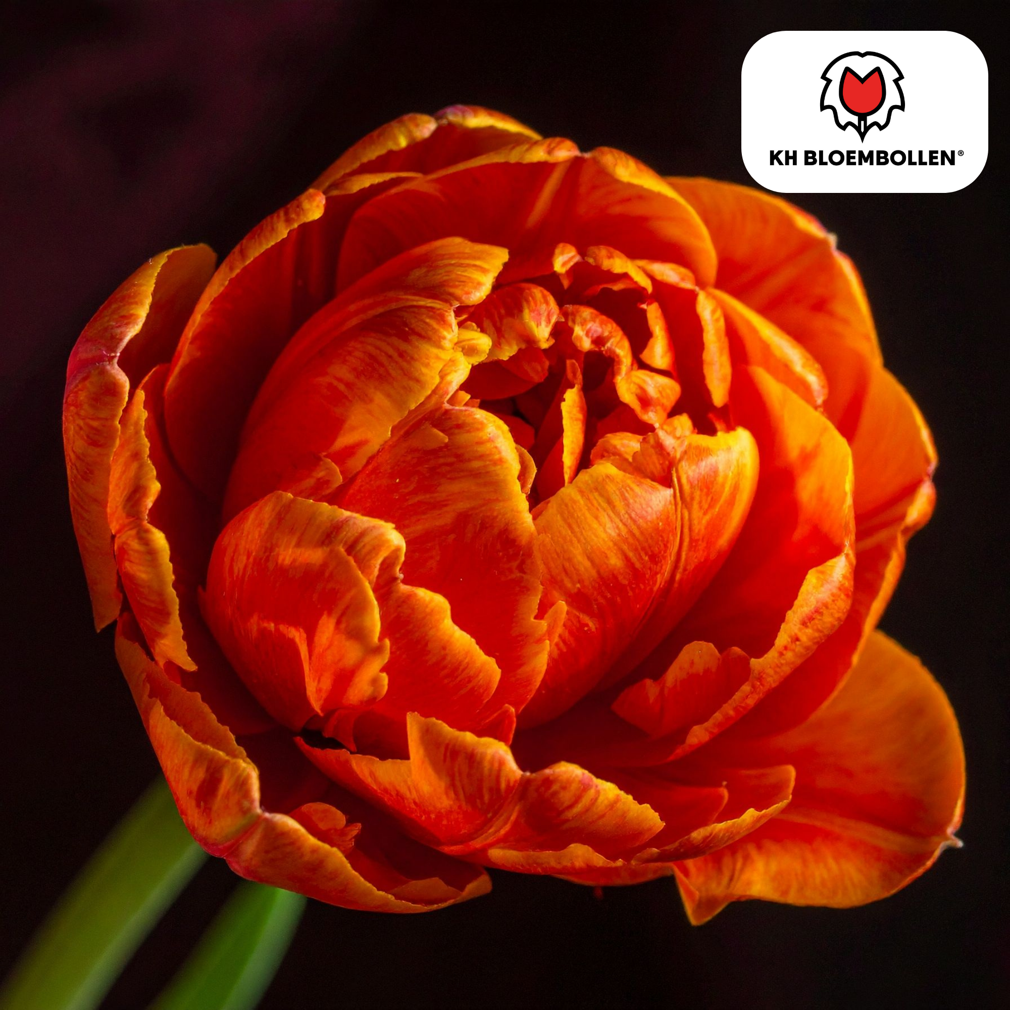 Tulp (20 stuks) – klassiek & kleurrijk