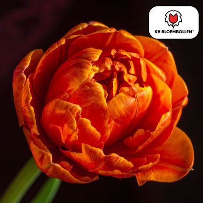 Tulp (20 stuks) – klassiek & kleurrijk